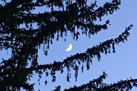 moon-through-pine-tree-branches.jpg